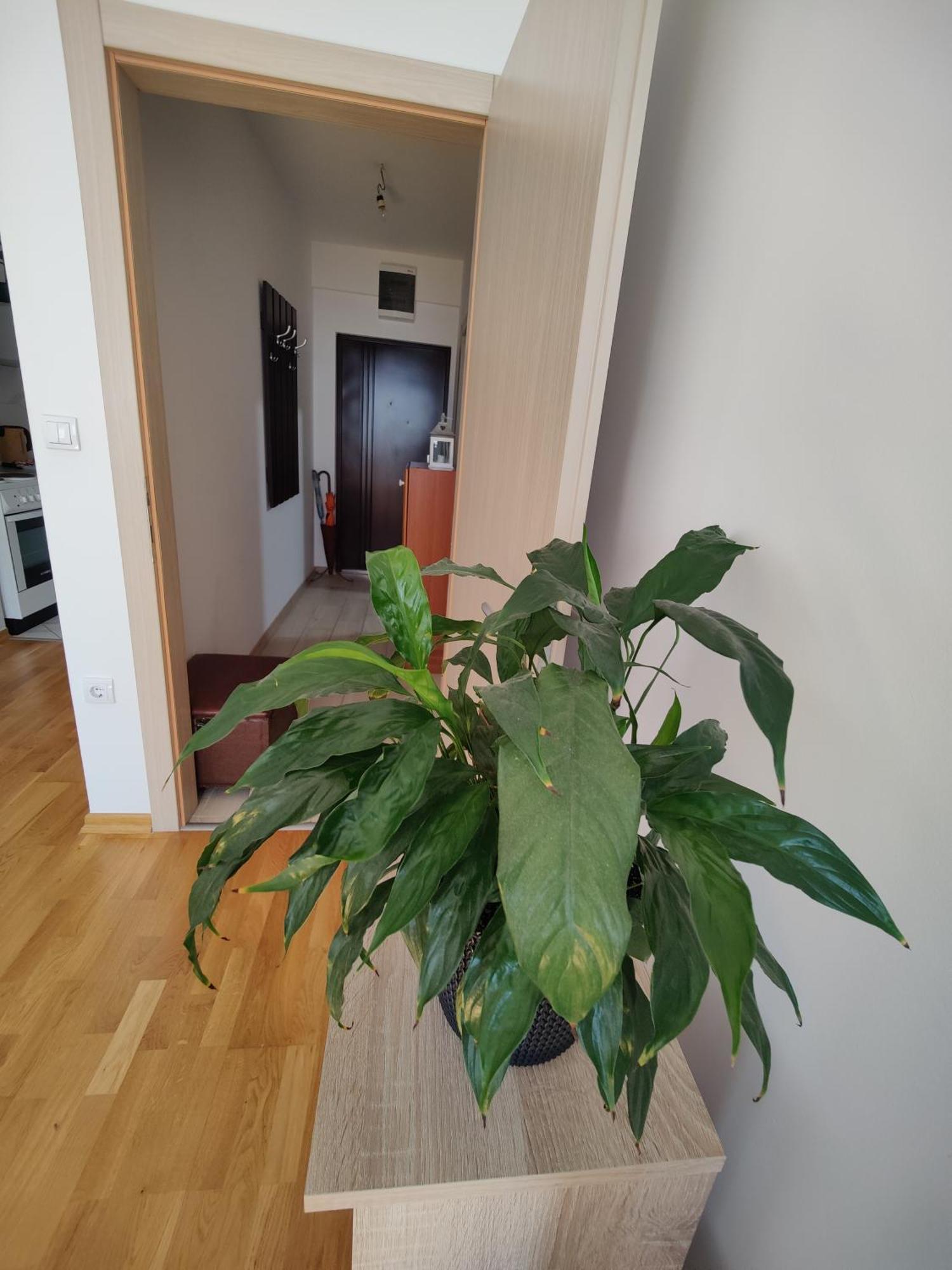 Apartman Aleksic นิส ภายนอก รูปภาพ