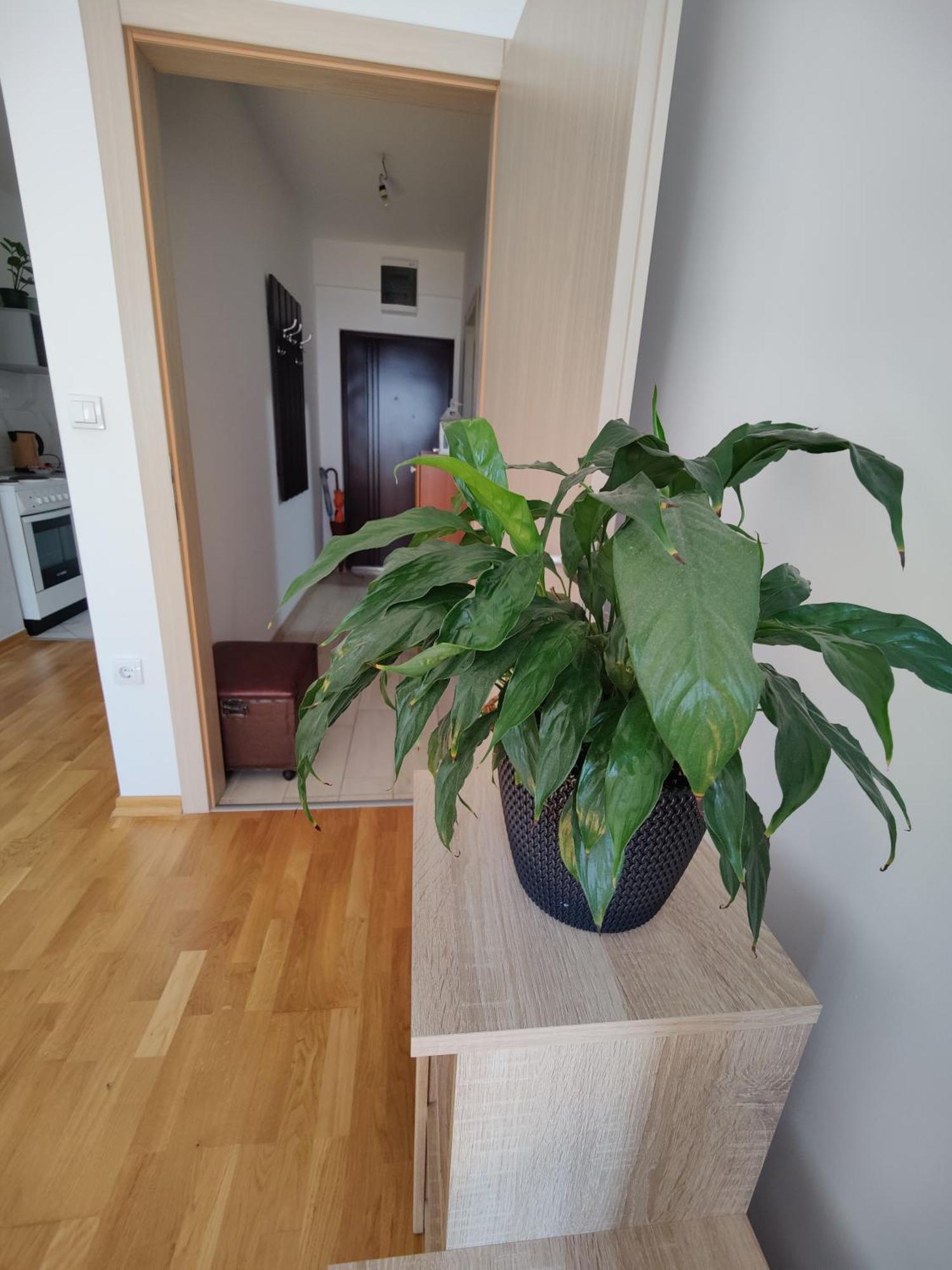 Apartman Aleksic นิส ภายนอก รูปภาพ